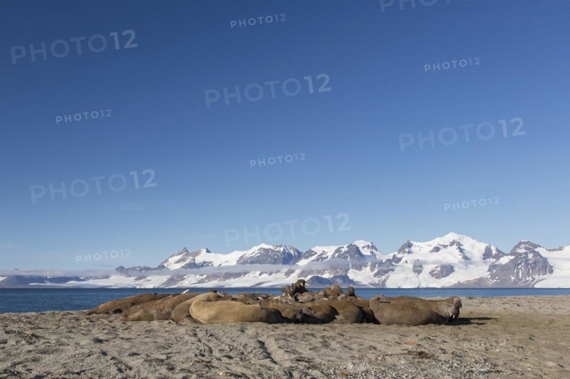Group of male walruses