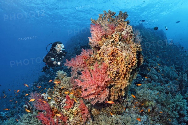Diver looking at coral block on coral reef