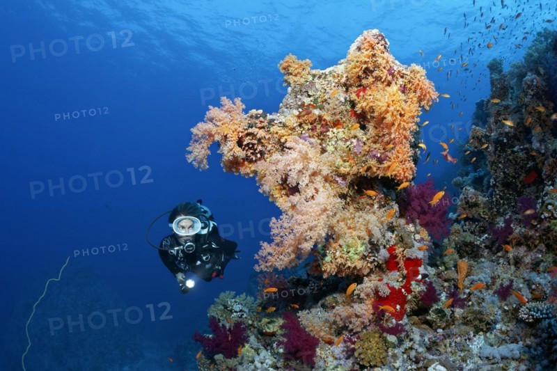 Diver looking at coral block on coral reef