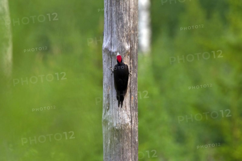 Black woodpecker