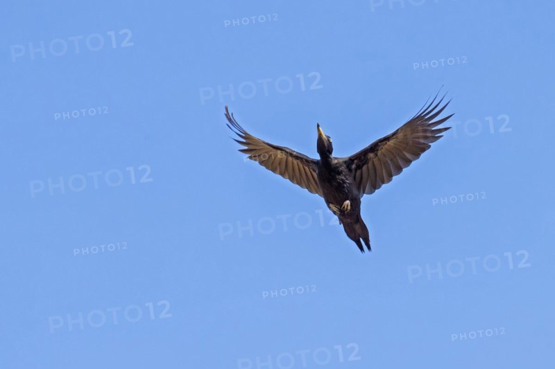 Black woodpecker