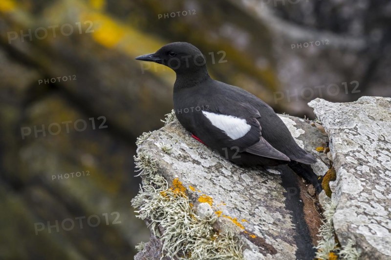 Black guillemot