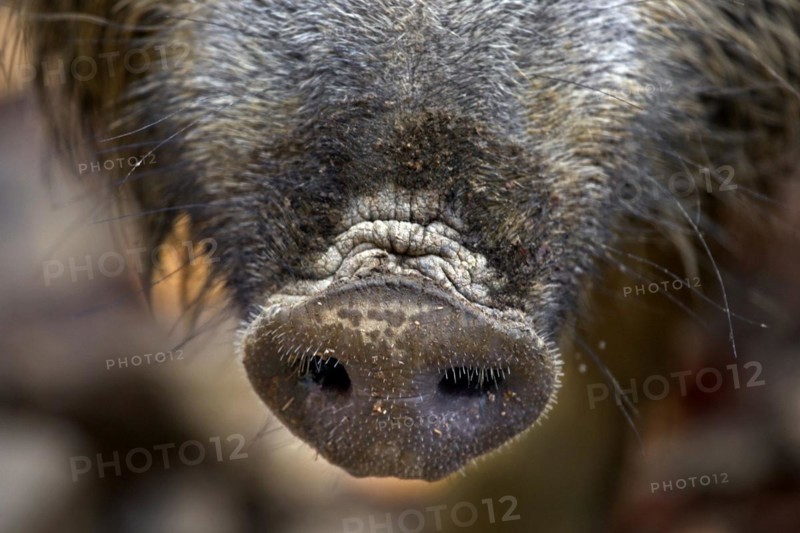 Wild boar