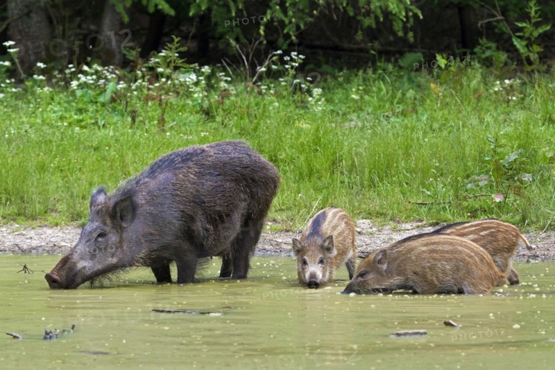 Wild boar