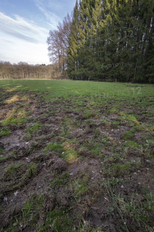 Ruined grassland