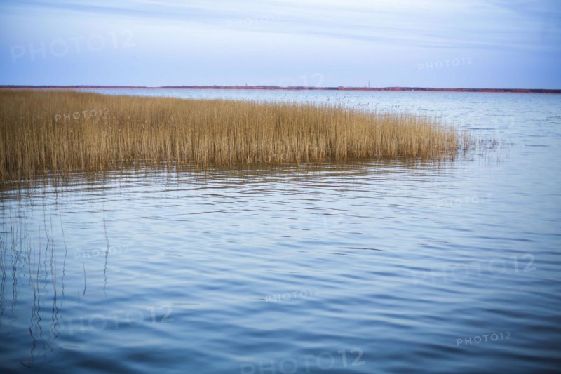 Reed grass standing on the waterfront in the harbour of Wieck am Darss shortly after sunset. Wieck