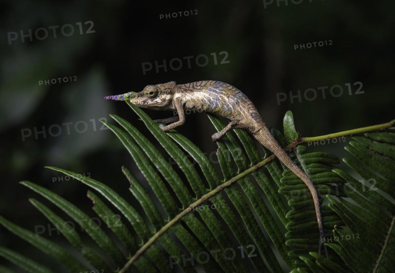 A male chameleon