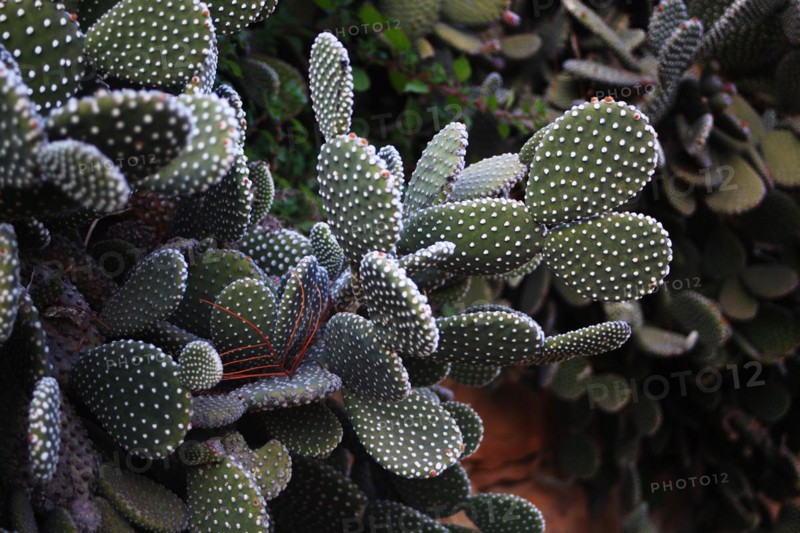 Pallanca exotic garden