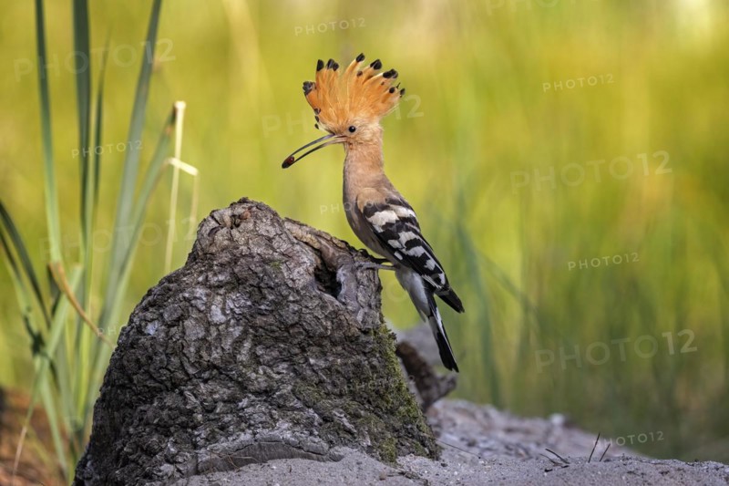 Hoopoe