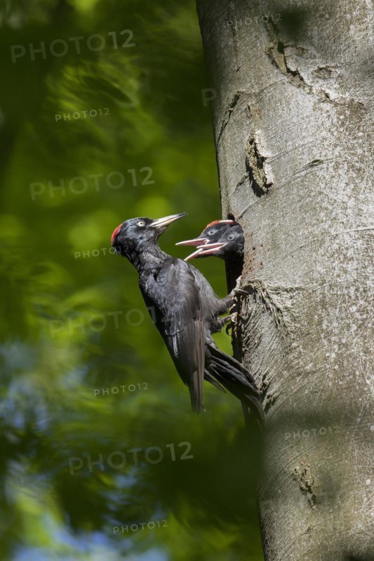 Black woodpecker