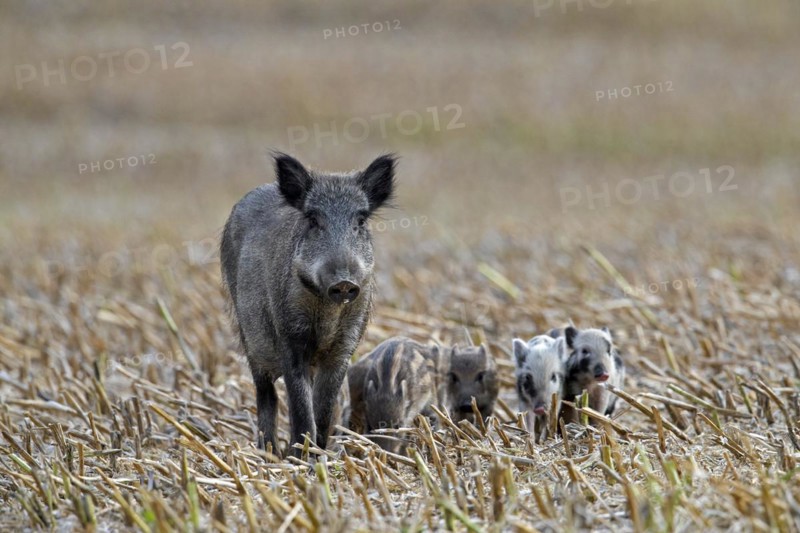 Wild boar