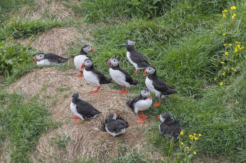 Atlantic puffins