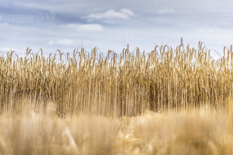 Barley in a field