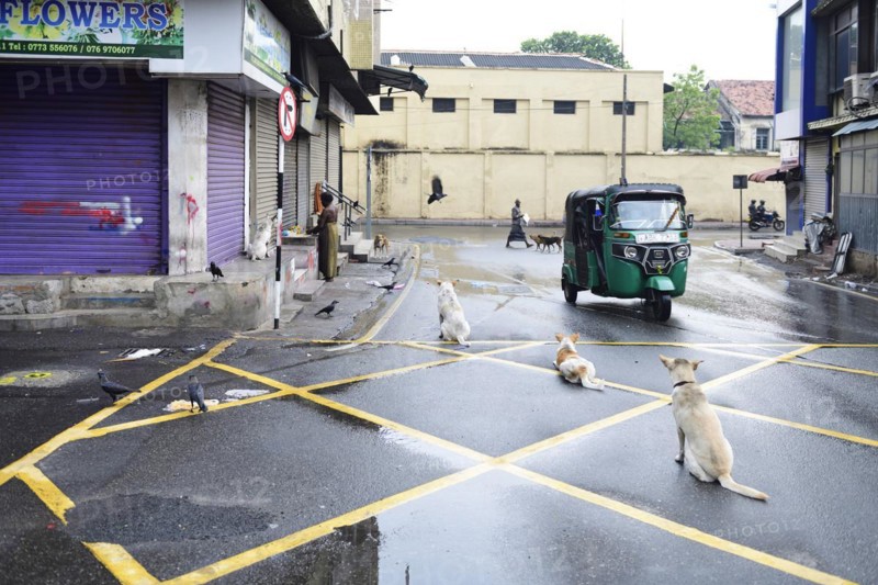 Tuktuk and stray dogs in Colombo