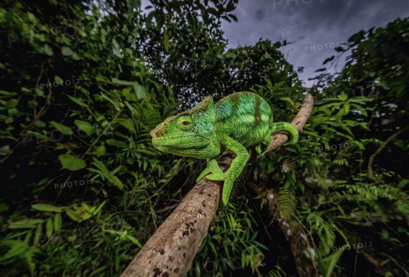 A semi-adult male parson chameleon