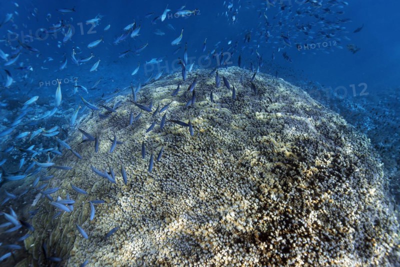 Acropora coral