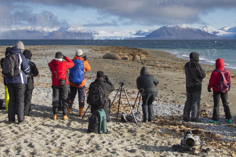 Tourists photographing a group of walruses