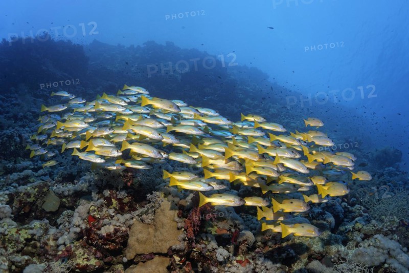 Shoal of fish