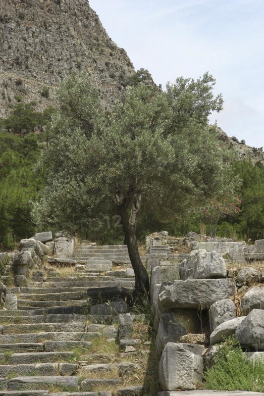 Temple complex