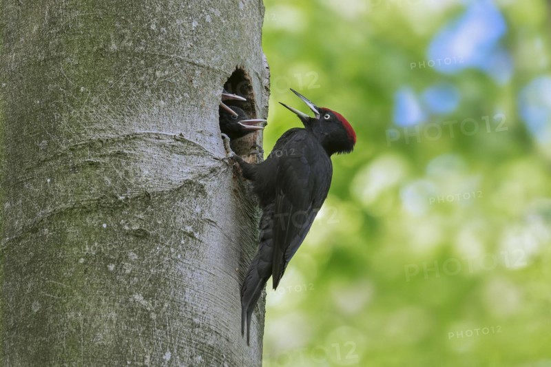 Black woodpecker