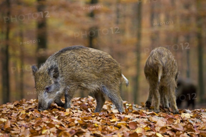 Wild boar