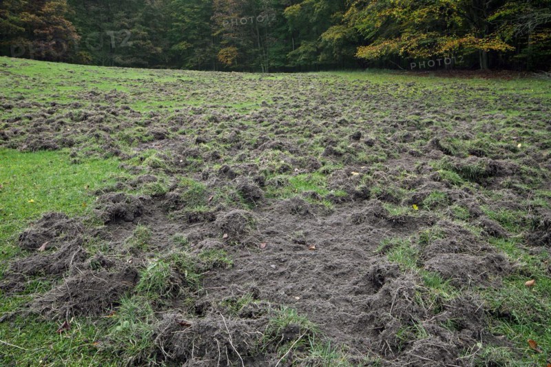 Ruined grassland at forest edge