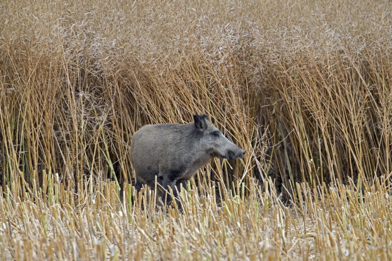 Solitary wild boar