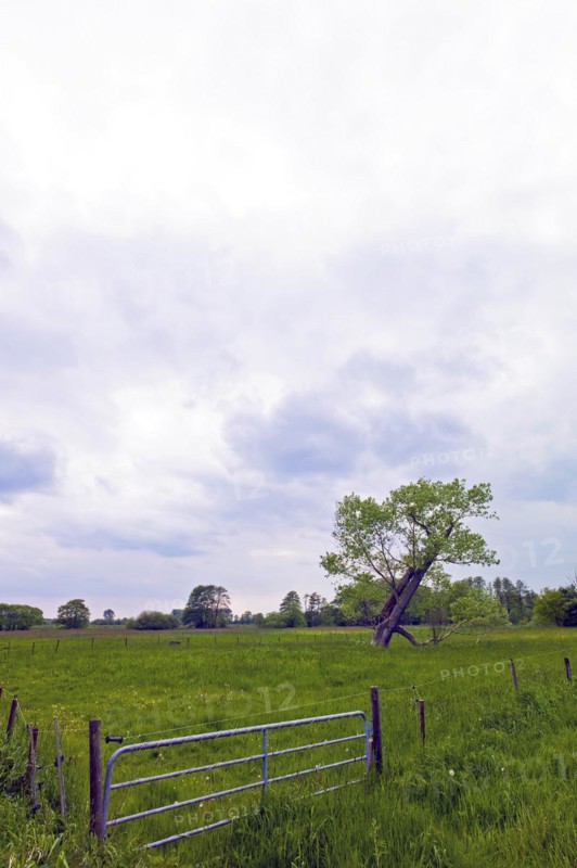 Poplar in a meadow in Fischerhude