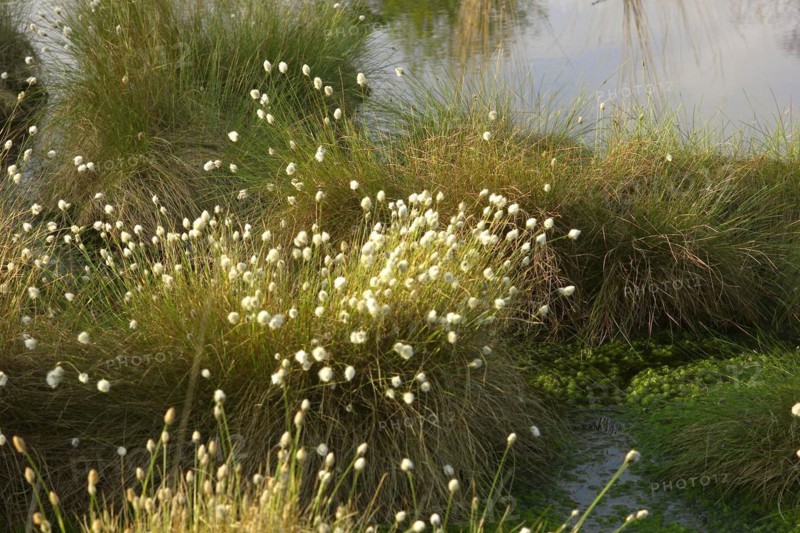 Koenigsmoor cotton grass