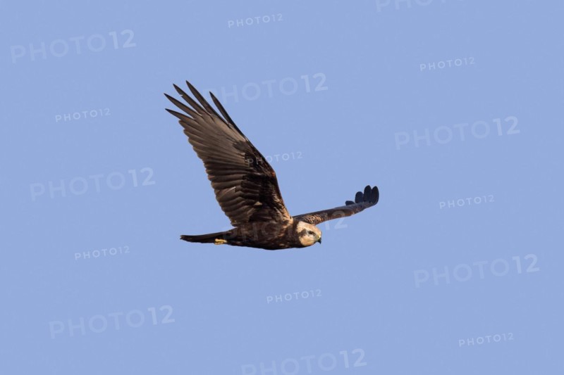 Eurasian marsh harrier