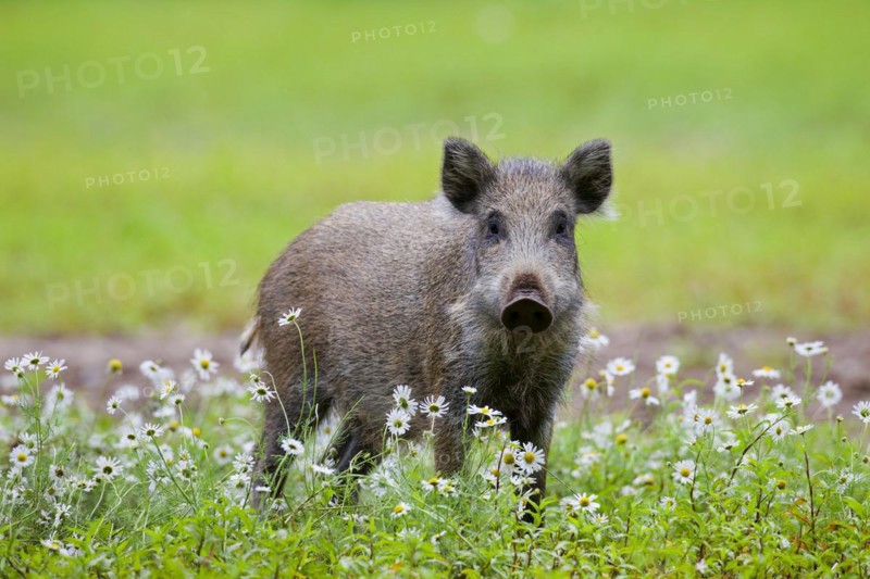 Wild boar