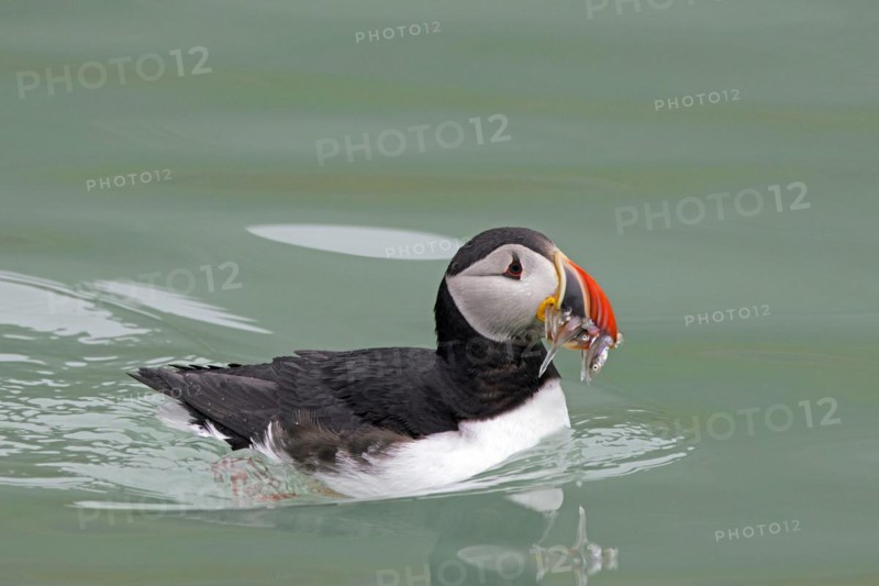 Atlantic puffin