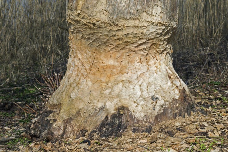 Thick tree trunk showing teeth marks from gnawing by Eurasian beaver