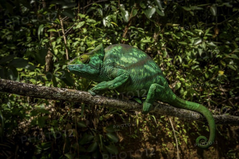 A female parson chameleon