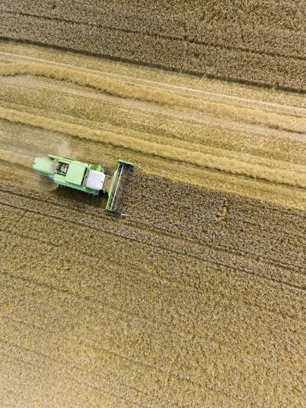 Grain harvest