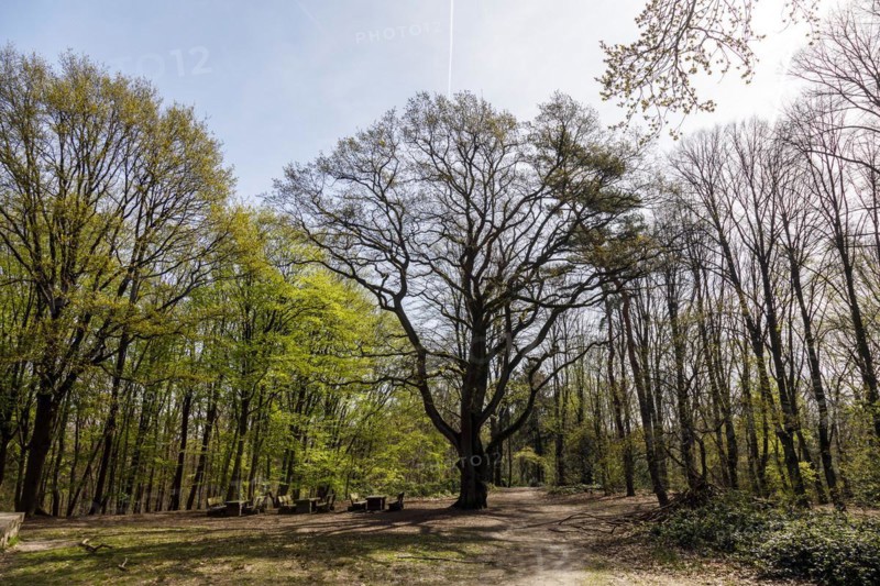 Wilhelmshoehe in the Hoher bush forest