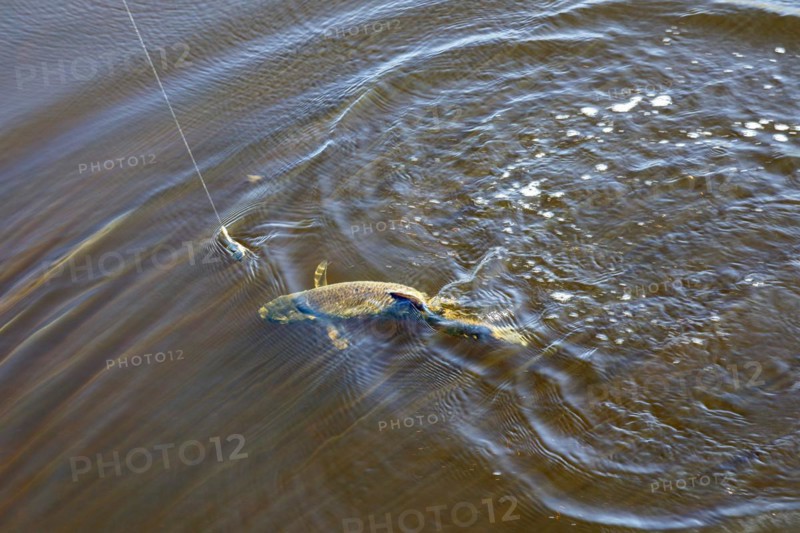 Angler at the Giselau Canal caught a bream