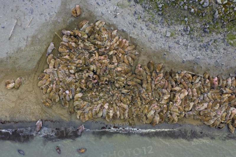 Aerial view over herd of walruses