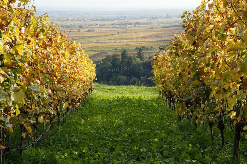 Vineyard