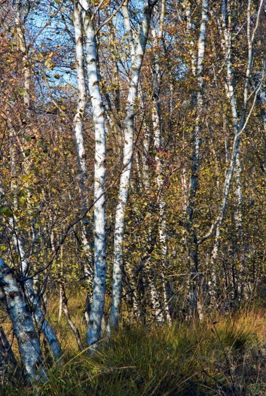 Downy birches