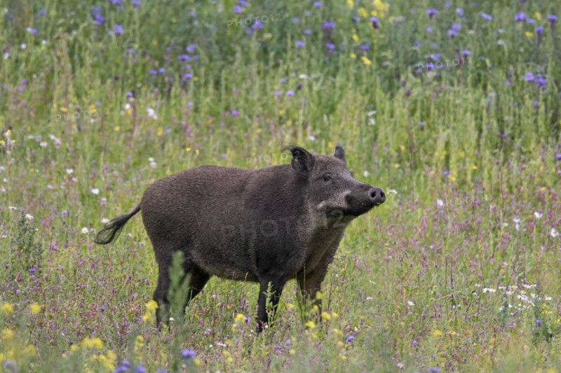 Wild boar