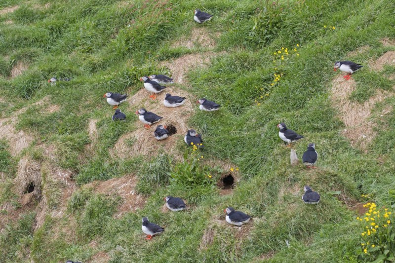 Atlantic puffins