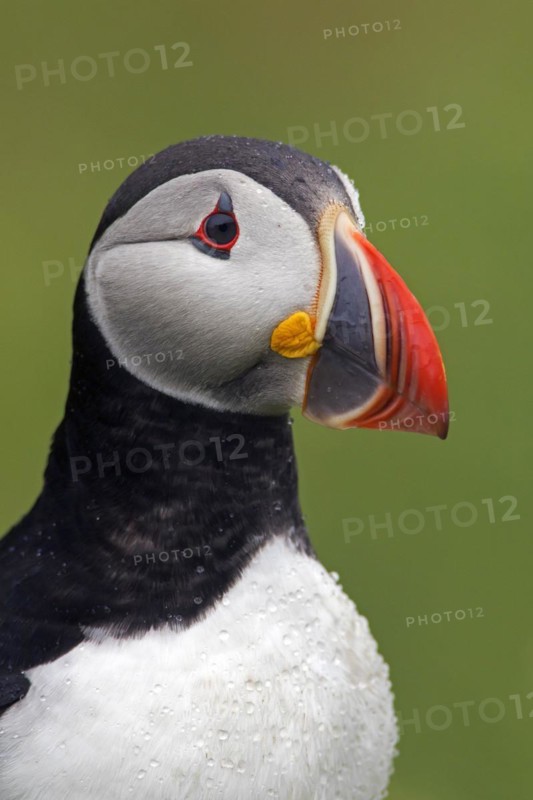Atlantic puffin