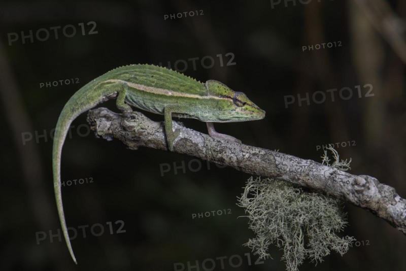 A male chameleon