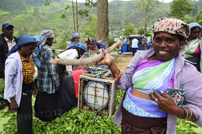 Tea pickers with tea scales at the collection point