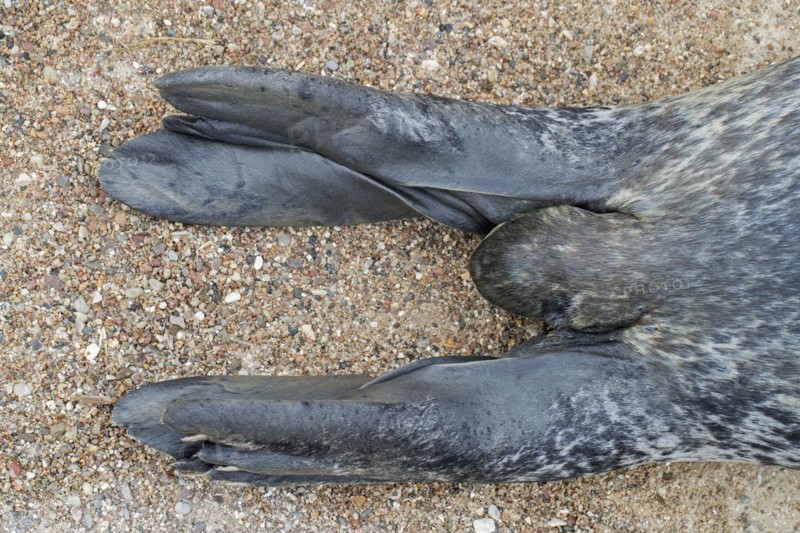 Common seal