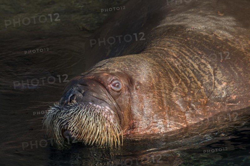 Walrus