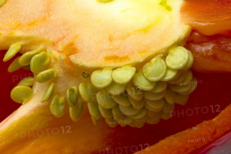 Seed head of a red pepper
