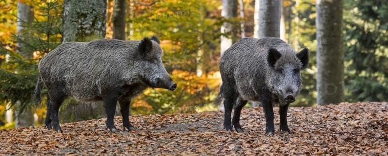 Two young wild boars