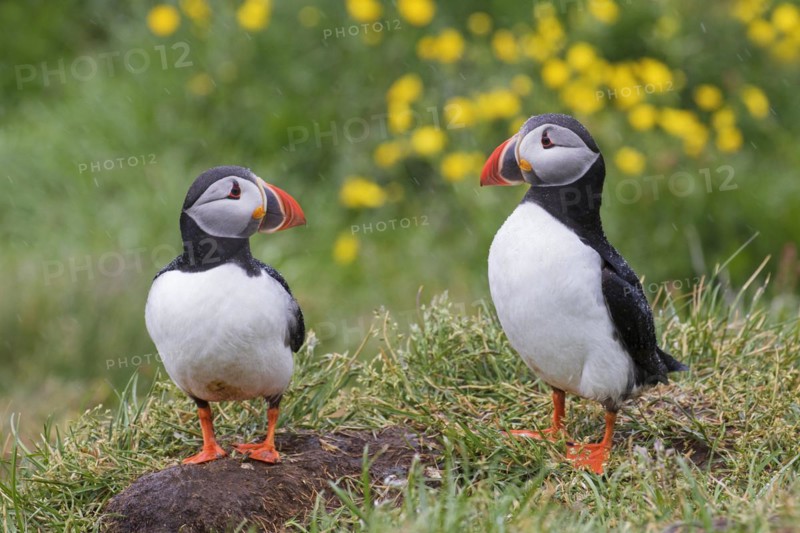 Atlantic puffins